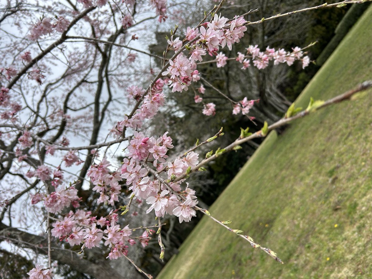 浜の小魔人 tweet media