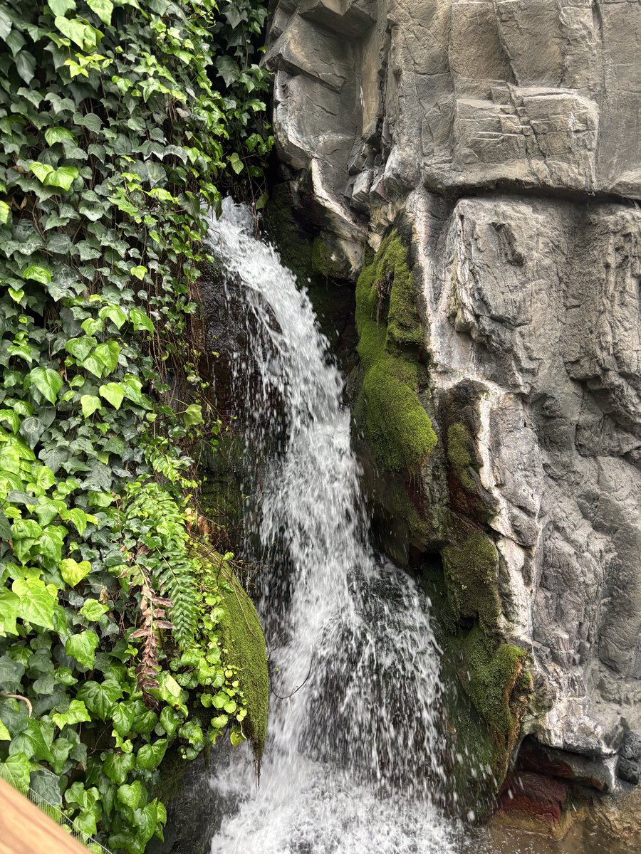chocoff_moss's tweet photo. 水族館の熱帯エリア大好きです。 #海遊館 https://t.co/nZo7A22f8Y