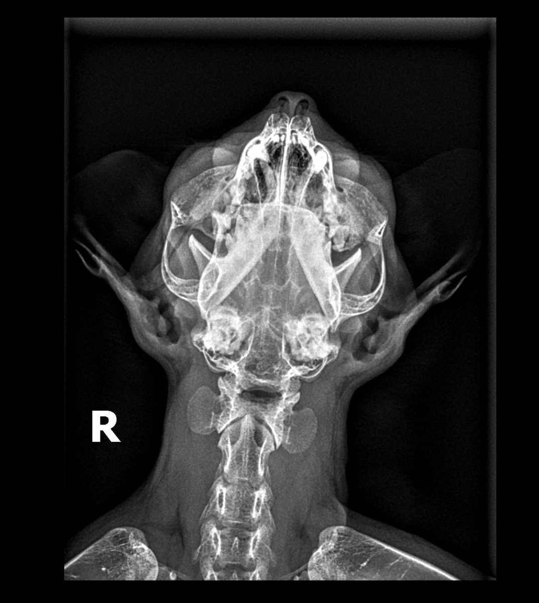 ROOSTER ROOSTERSON III tweet media