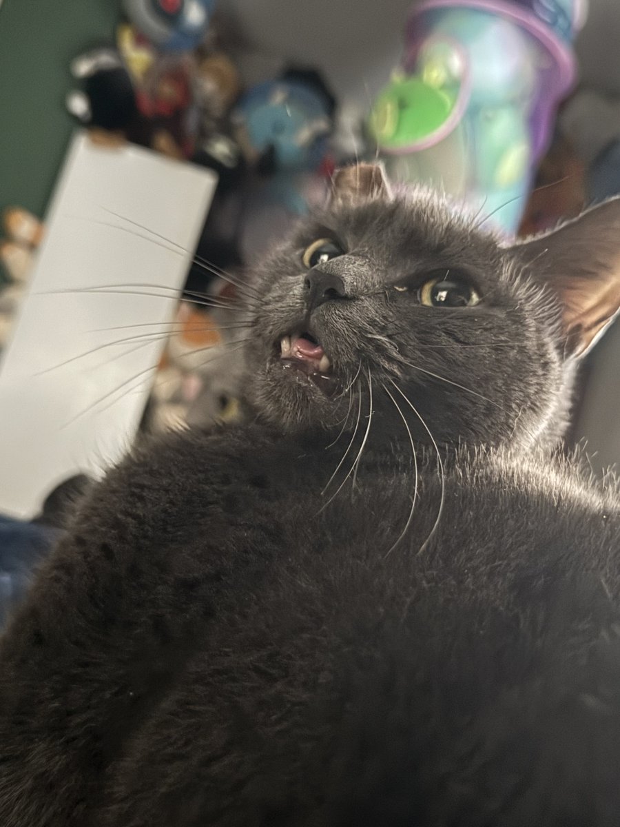 ROOSTER ROOSTERSON III tweet media