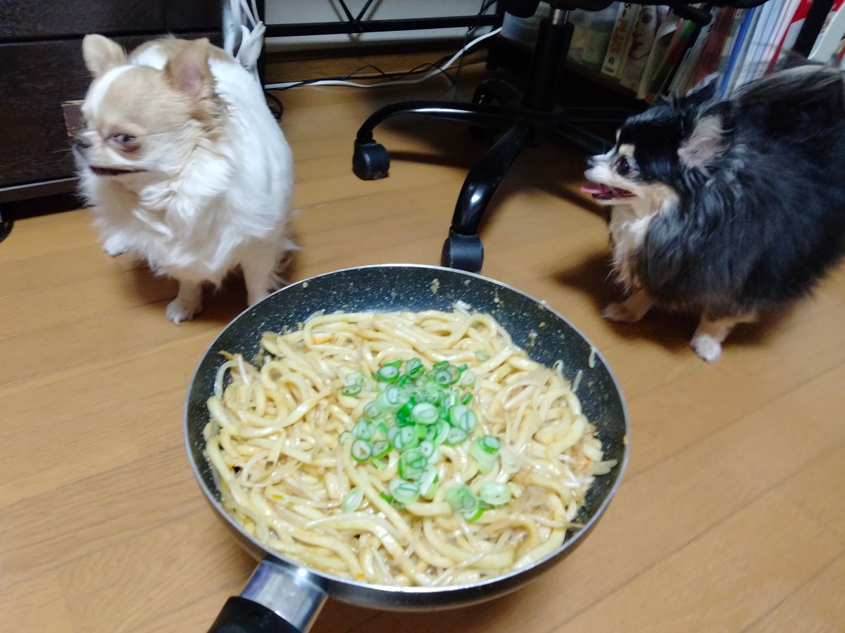 えちごやとちわわ tweet media