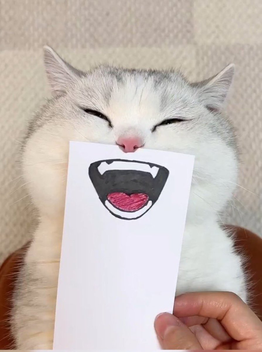 Awesome Cat tweet media