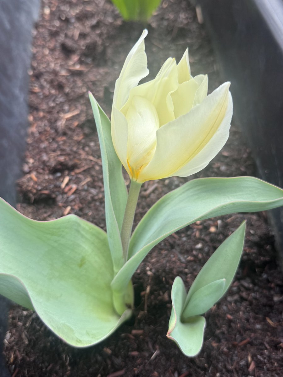 ゆーぱぱ tweet media