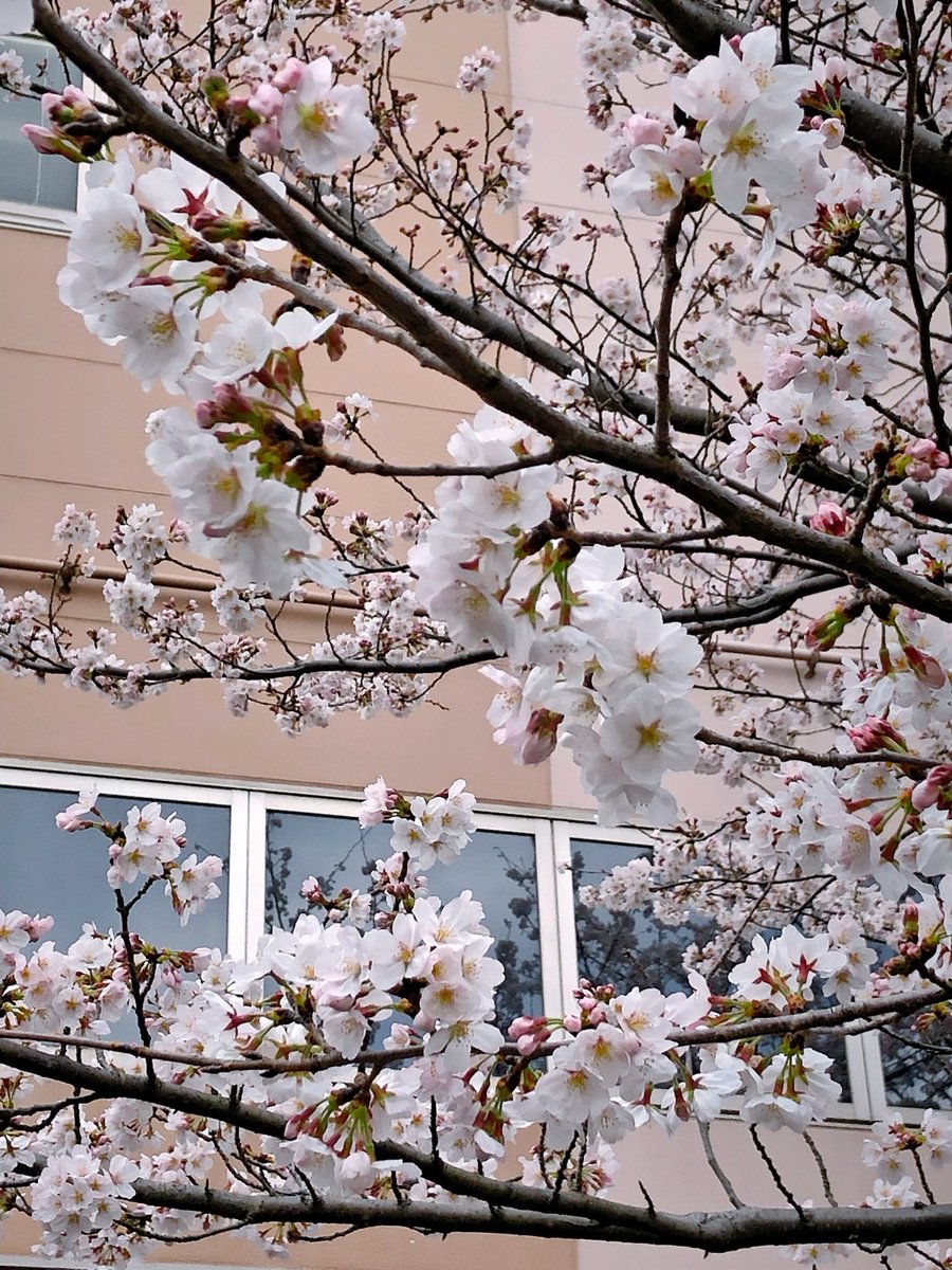 shiina_hekiru_'s tweet photo. 都内は随分咲いてきましたね🌸☺️
今週末は満開かなぁ💖
みんなもお花見楽しんでくださいね✨
良い週末をお過ごしくださいねー👍✨
（へきる） https://t.co/IKWsCD8xmm