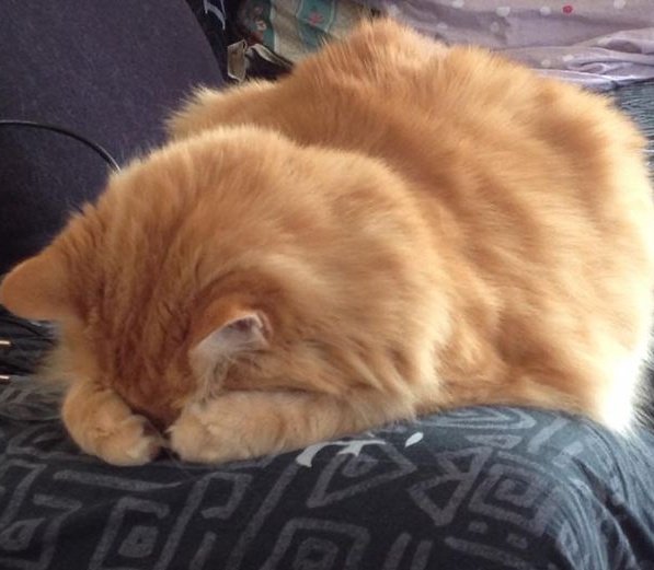 mise ͙͘͡★ tweet media