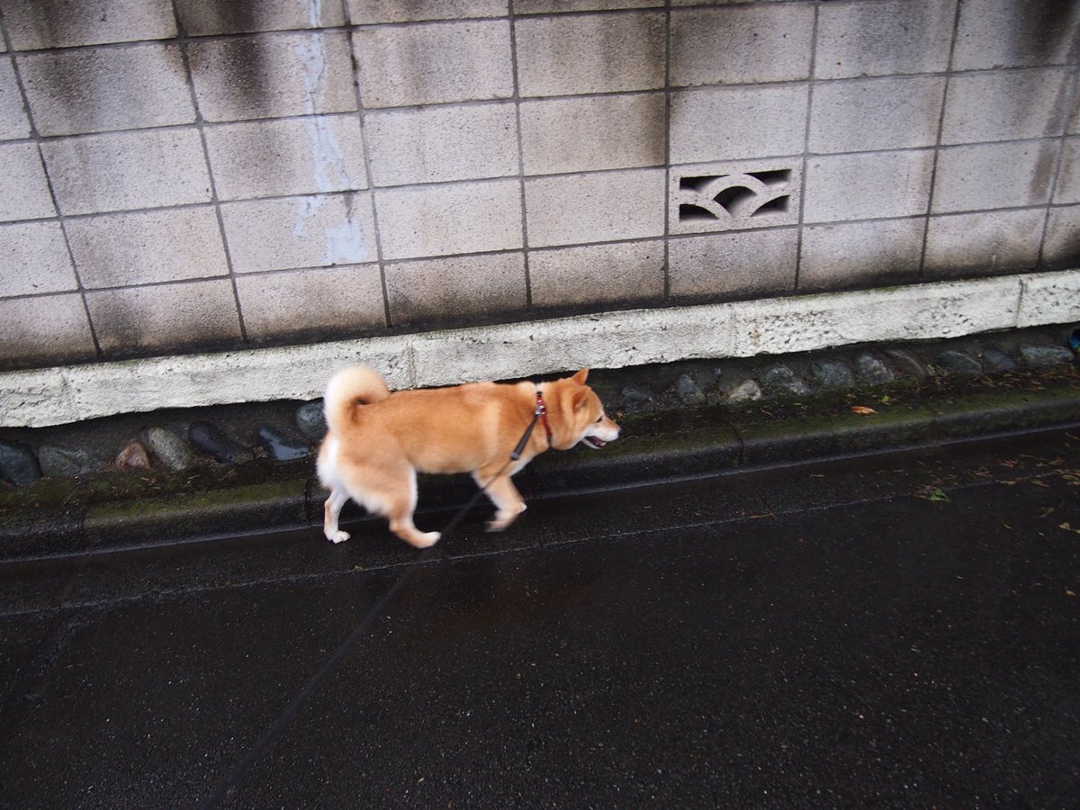 Shiba Every Hour tweet media