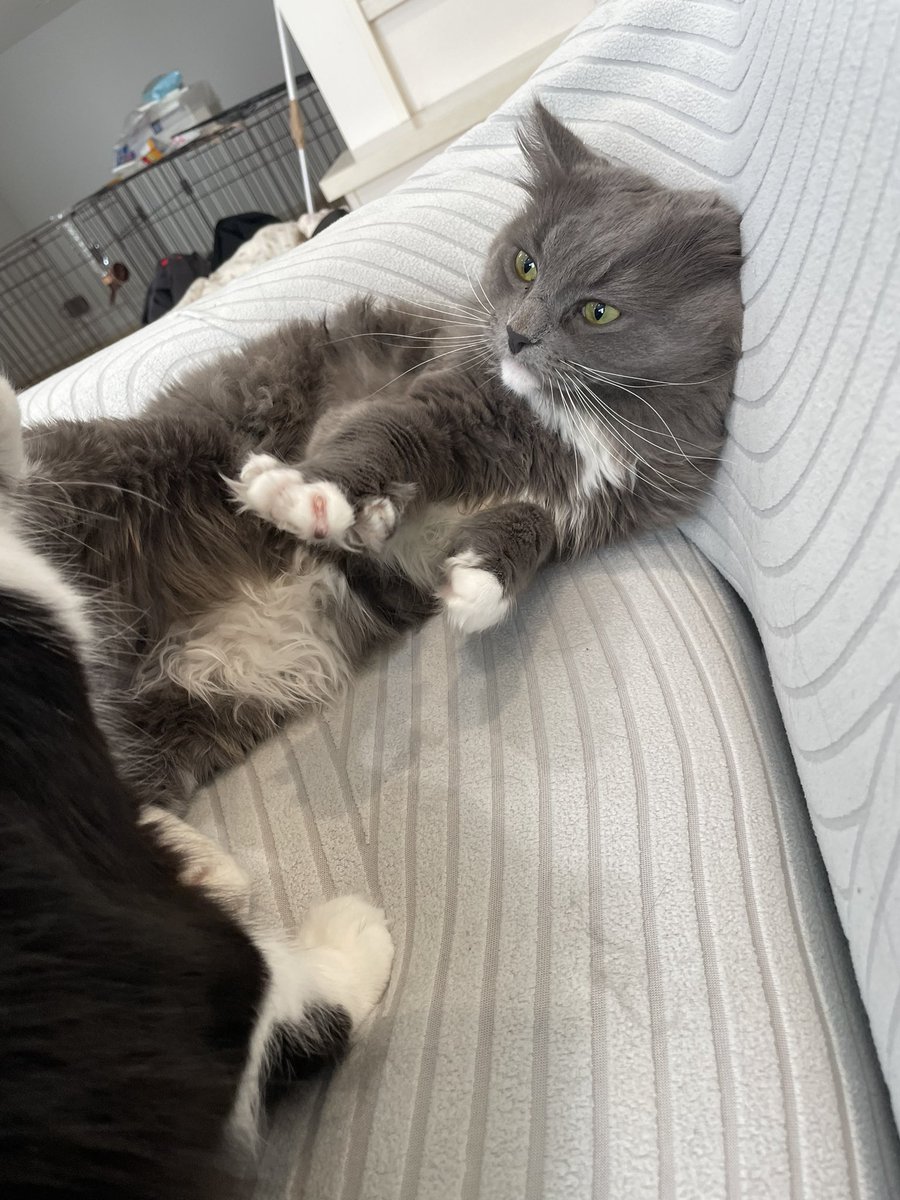 もふもふ日記 tweet media