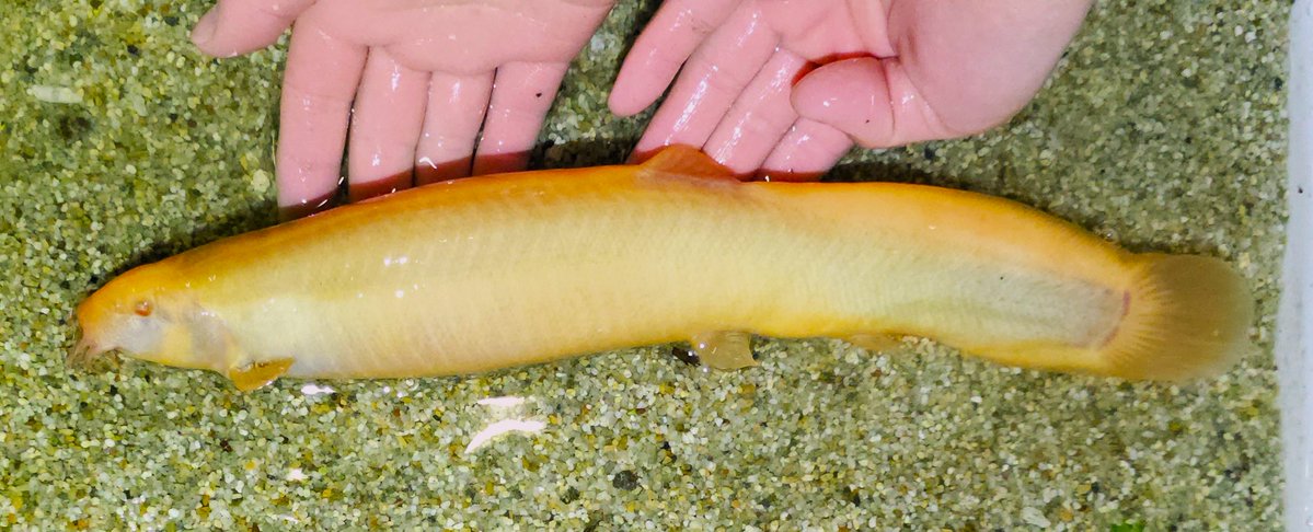 AQUARIUM ✕ ART átoa（アトア）【公式】 tweet media