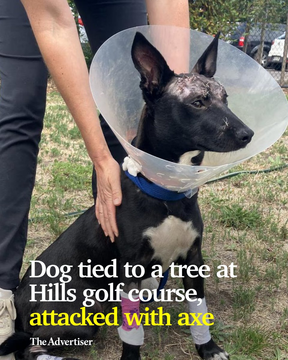theTiser's tweet photo. *GRAPHIC WARNING*
An urgent investigation has been launched after a kelpie was found tied to a tree at an Adelaide Hills golf course with horrific injuries. 📌 DETAILS: https://t.co/IlqCyP6q7U https://t.co/1112dE0xn9