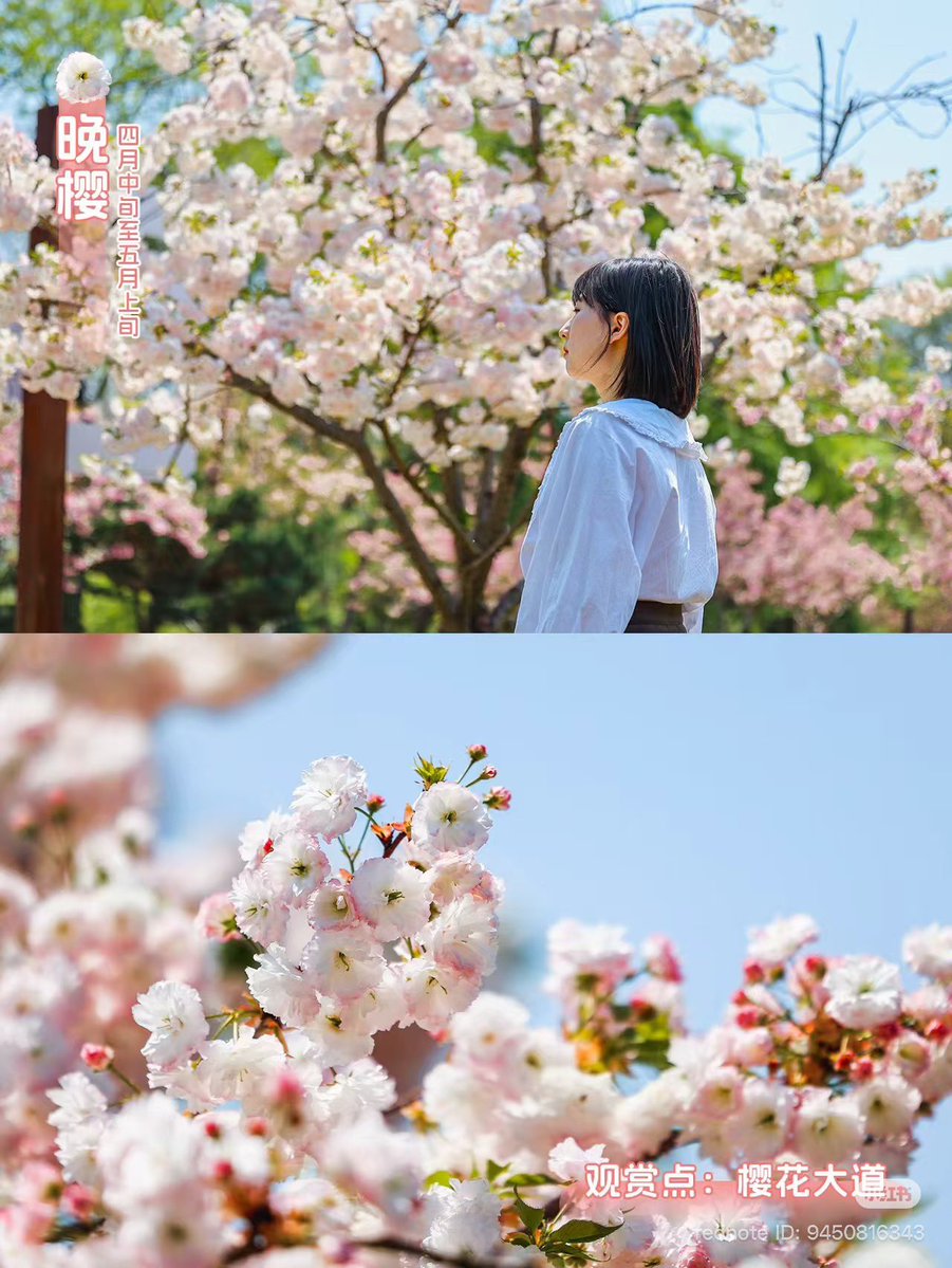 SylusCrow2034 - Aprilus 🎉 Happy Sylus Birthday 🎉 tweet media