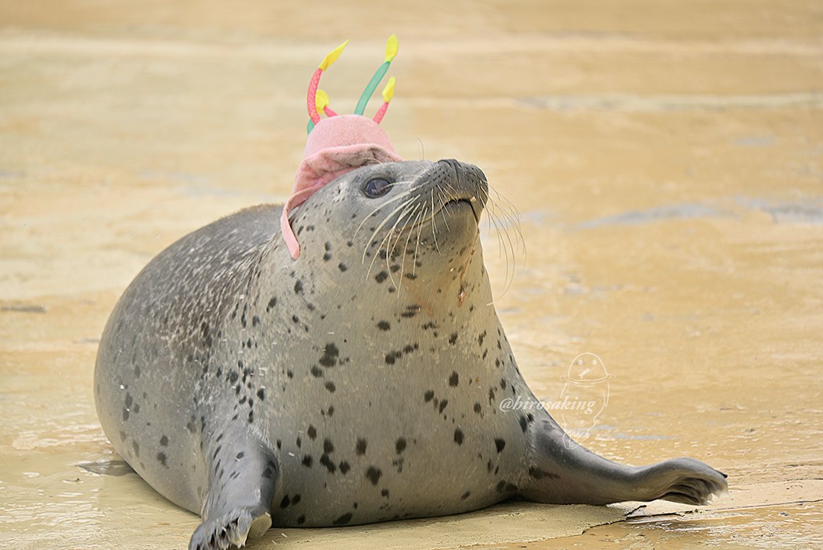 ヒロサキ🦮🦭TAMAコミ@イ07 tweet media