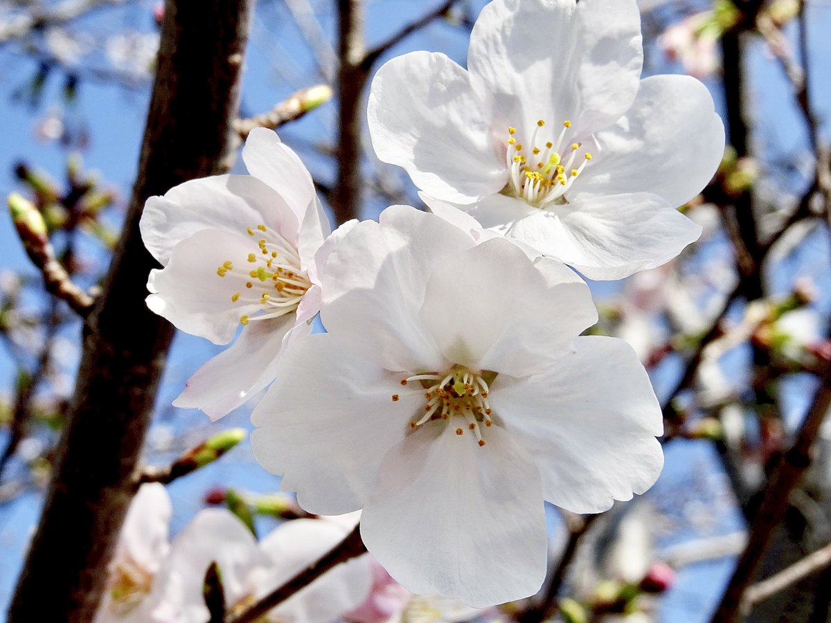 ARMEE GEM tweet media