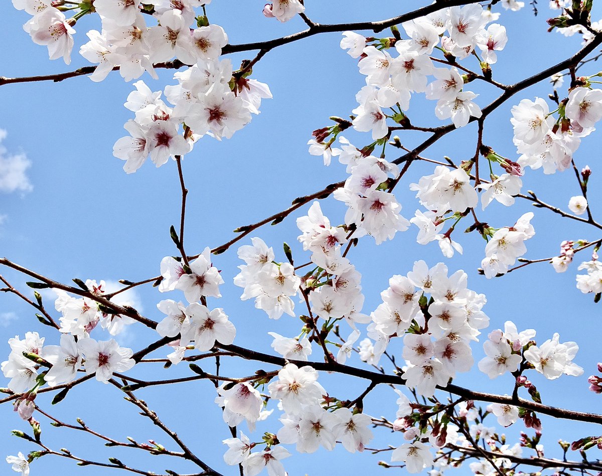 ARMEE GEM tweet media