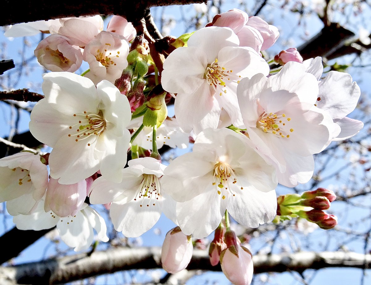 ARMEE GEM tweet media