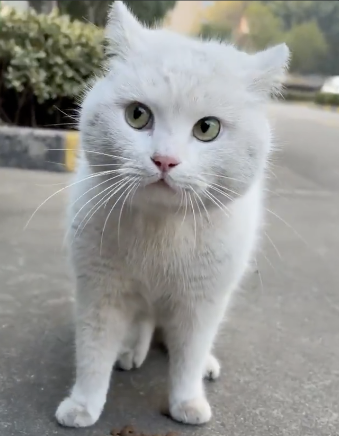 Subrato Das - 🐤 tweet media