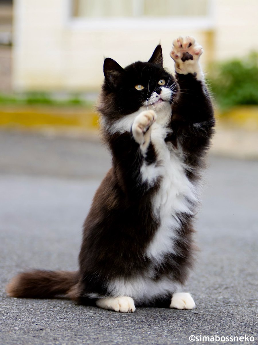 simabossneko's tweet photo. おてて短め🐾🐾
Tiny little paws✨

#猫 #cat https://t.co/7H8qdN4Jgi