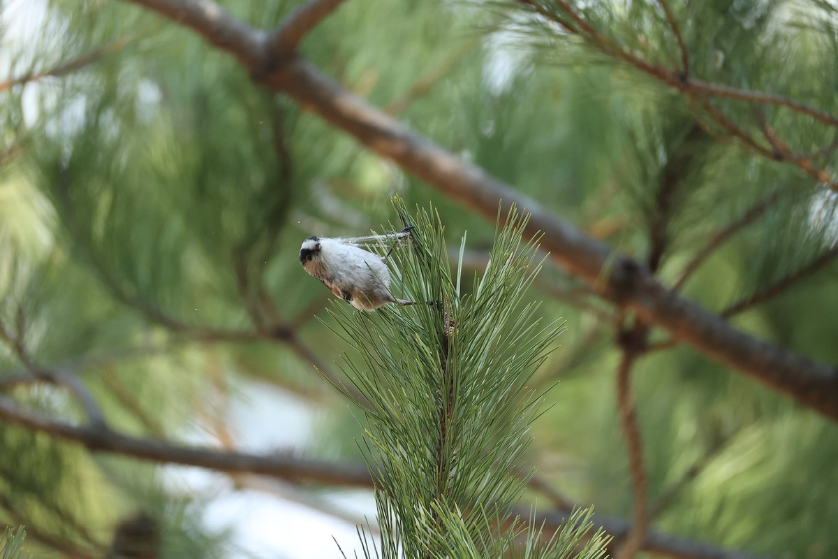 likerbirds tweet media