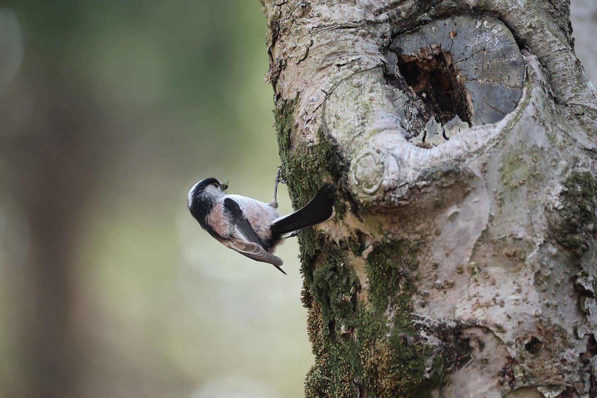 likerbirds tweet media