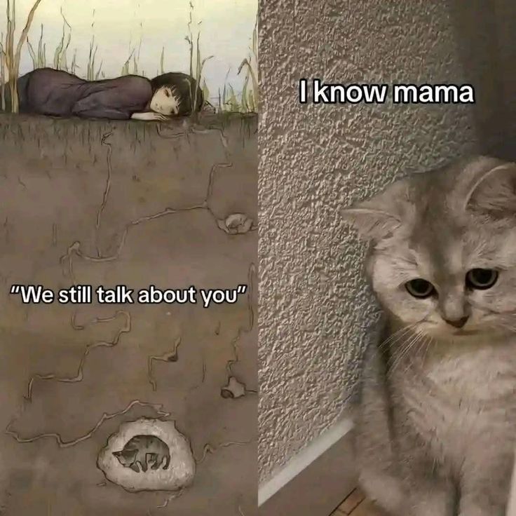 The pets only 🐾 tweet media