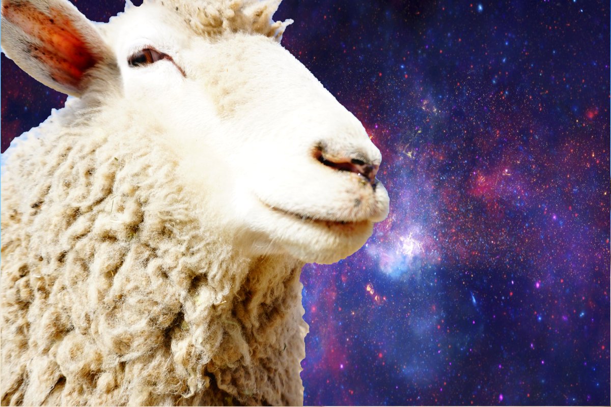 ヒツジノ/一日一羊🐏 tweet media