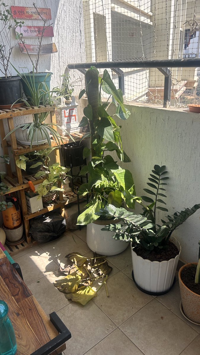Good Morning from my garden 🪴