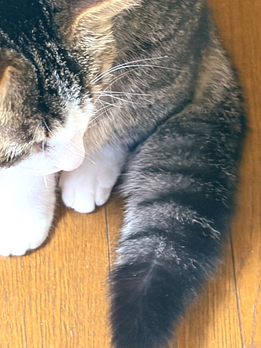 ゆめこ🌸3/29インテ1号館 い47a tweet media