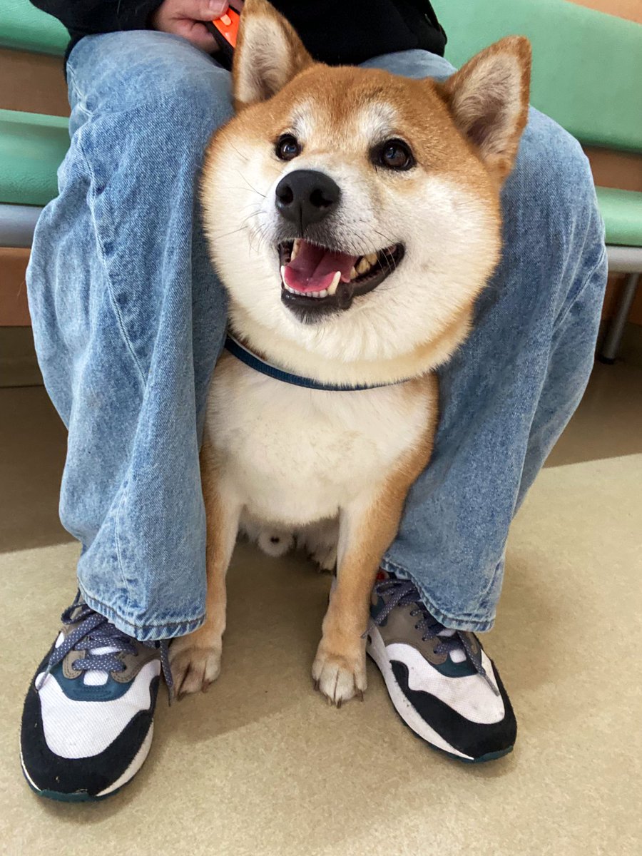 柴犬ぽん (@ponjuice729) / Posts / X