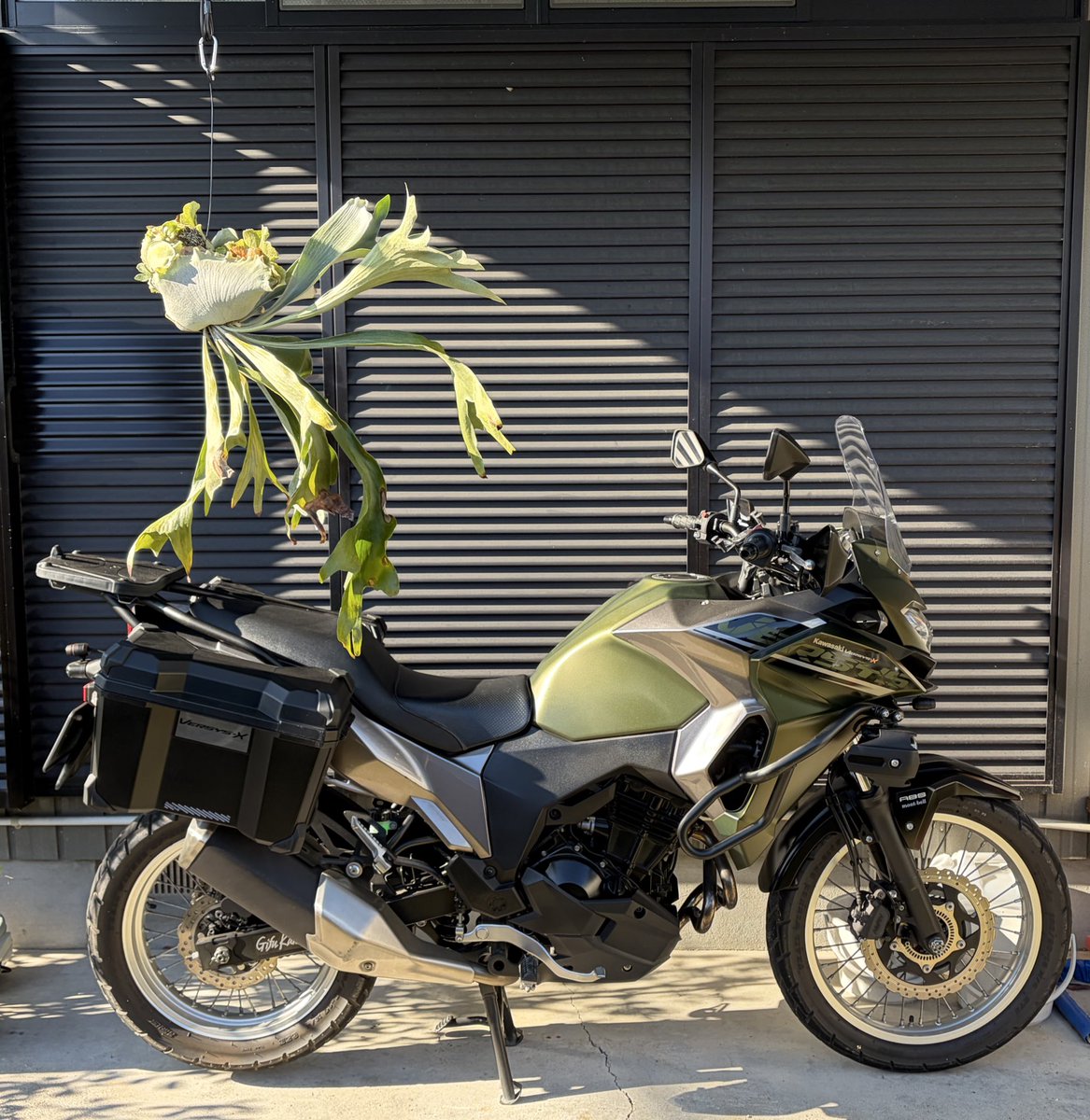 tarock4ag's tweet image. 吊るしたビカクシダとバイクが美しくて、ずっと眺めていたくなる　#versys x 250