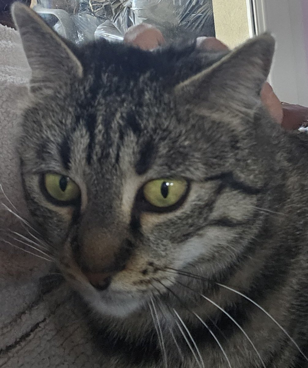 constance Moon tweet media