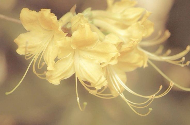 Angelo | 📌au tabieita tweet media