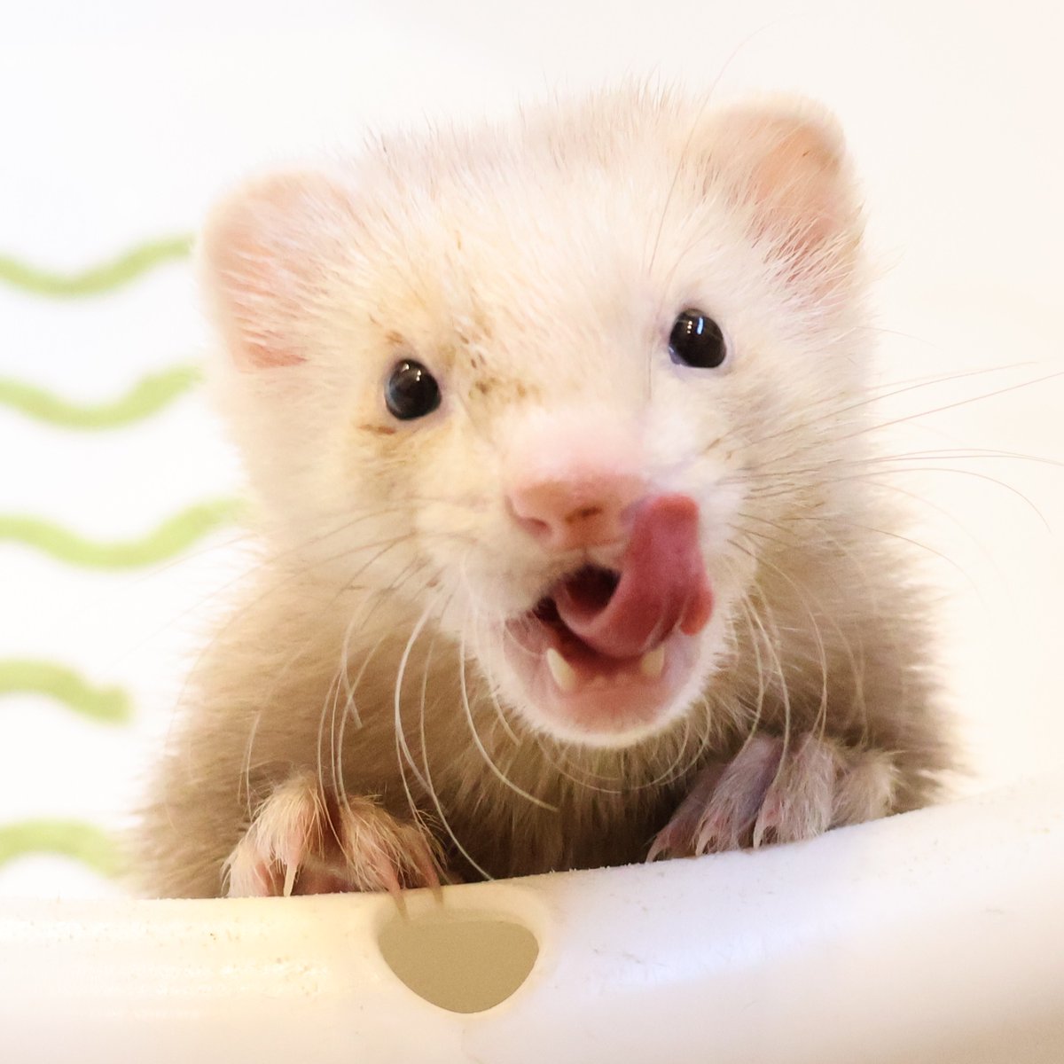 フェレット専門店フェレットリンク tweet media