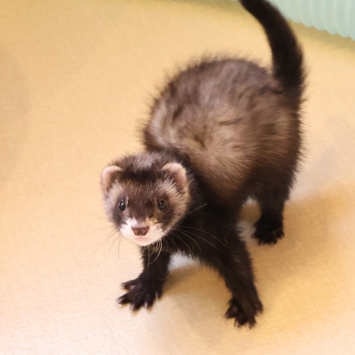 フェレット専門店フェレットリンク tweet media