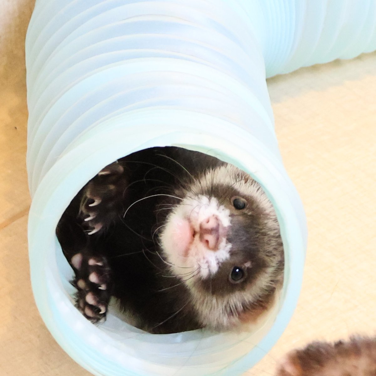 フェレット専門店フェレットリンク tweet media