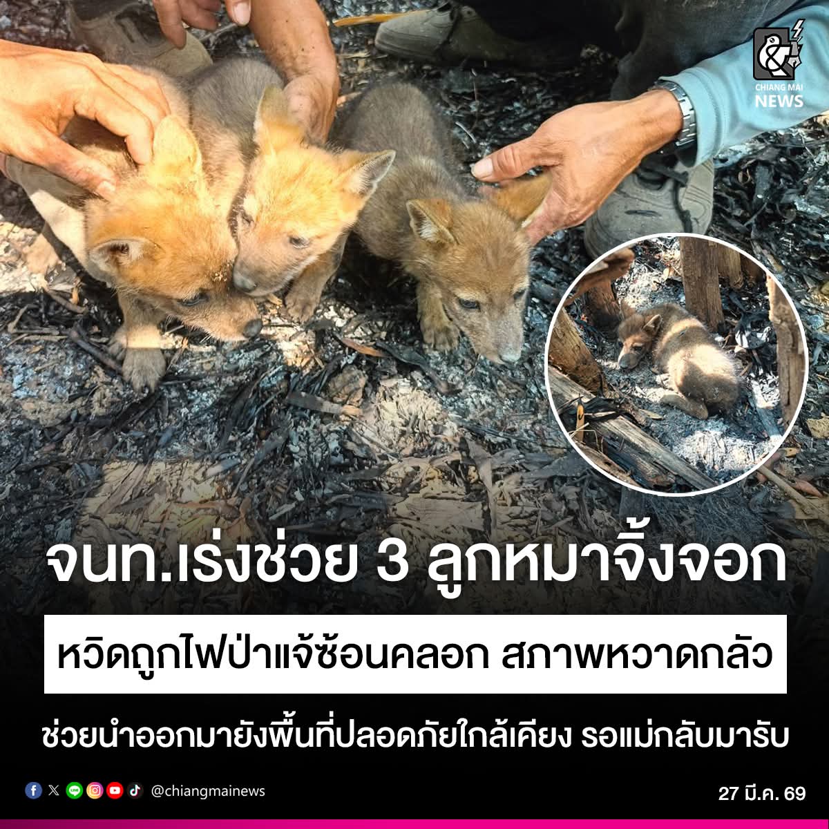Chiang Mai News tweet media