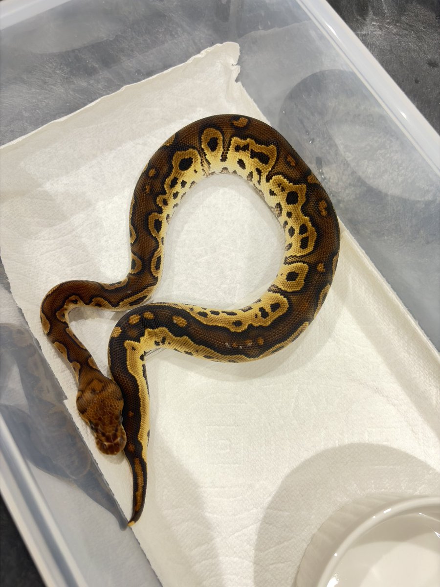 810lasucivia tweet media