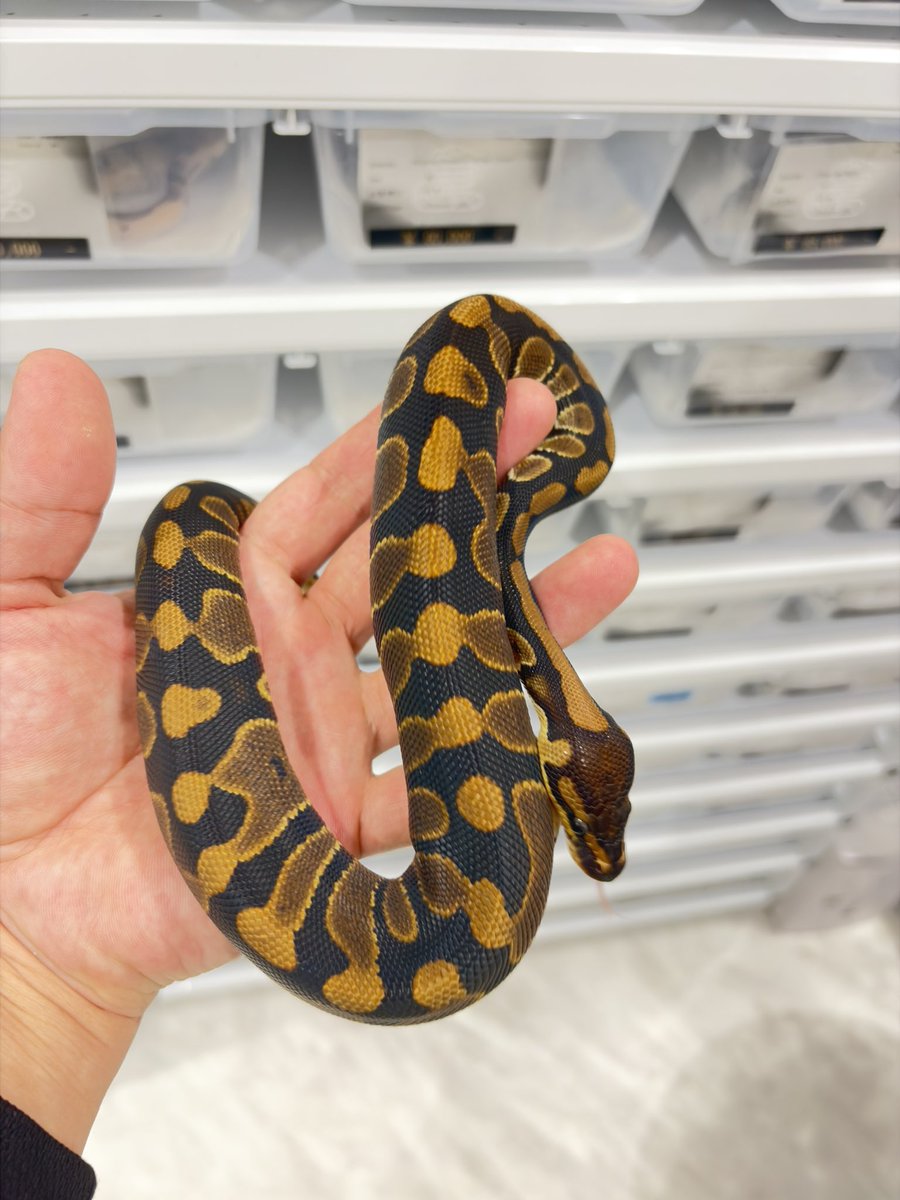 810lasucivia tweet media