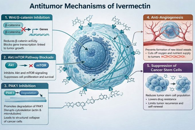 Ivermectinkart's tweet photo. Molecular Potential of Ivermectin Against Cancer 🧬

Precision Medicine Targeting Critical Cells

We are rediscovering Ivermectin as a potent modulator of oncogenic pathways.

How Ivermectin Corners Tumor Cells

🚫 Wnt/β-catenin Pathway: It turns off the master switch that cancer cells use to proliferate and self-renew. By reducing cytoplasmic β-catenin, it stops growth from the nucleus.

📉 Akt/mTOR Axis: It disrupts the metabolic "control center." By inhibiting the phosphorylation of Akt and S6 kinase, the cell enters a state of functional starvation and activates lethal autophagy.

🛡️ One of its most potent effects is the suppression of tumor stem cells (TSCs) and the blocking of efflux pumps (MDR1).

⚓ Metastasis Control: By regulating the integrin β1/FAK pathway, ivermectin makes it difficult for malignant cells to attach to other tissues, thus slowing metastatic spread.

🩸 Anti-Angiogenesis: It cuts off the supply of nutrients by preventing the formation of new blood vessels in the tumor microenvironment.