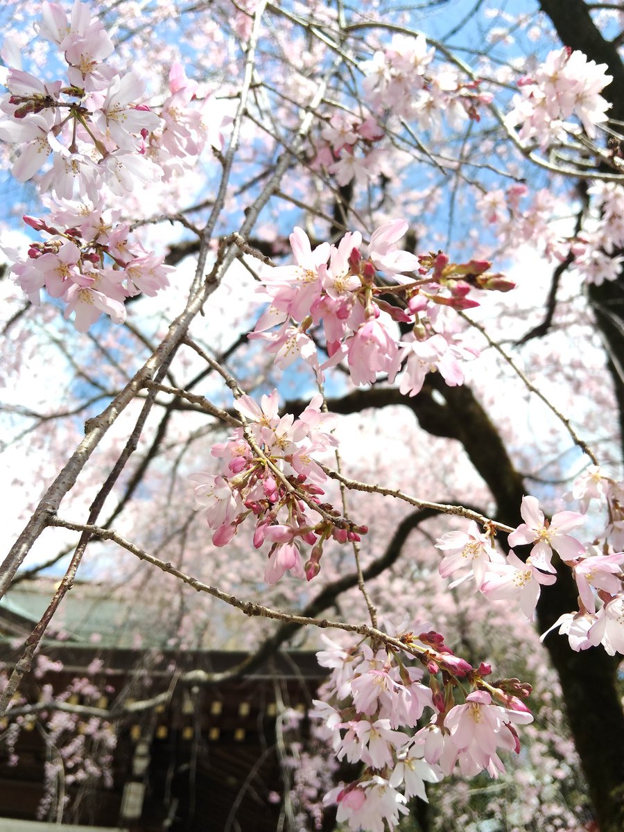 yellowjun(*˘︶˘*) tweet media