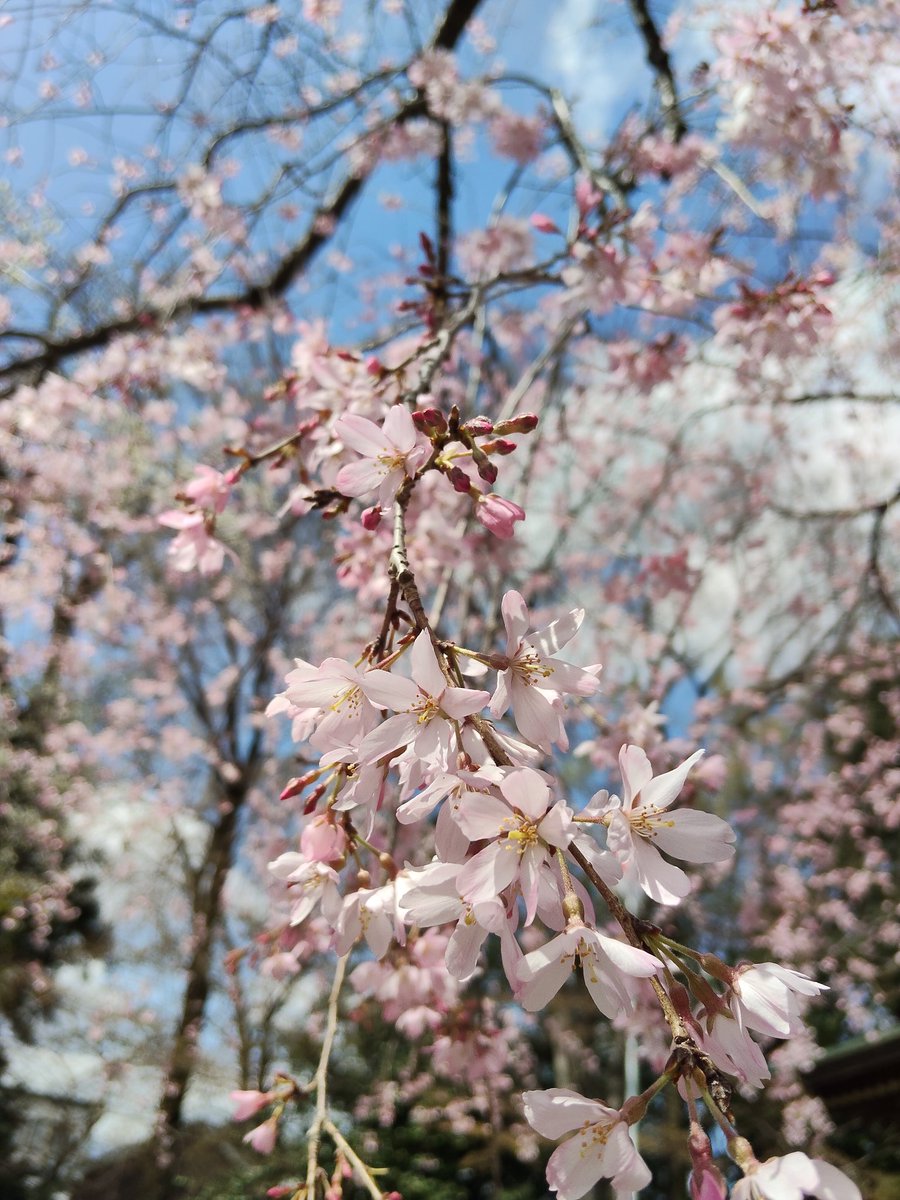 yellowjun(*˘︶˘*) tweet media