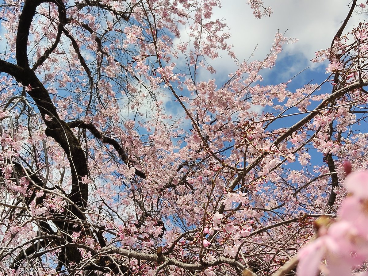 yellowjun(*˘︶˘*) tweet media