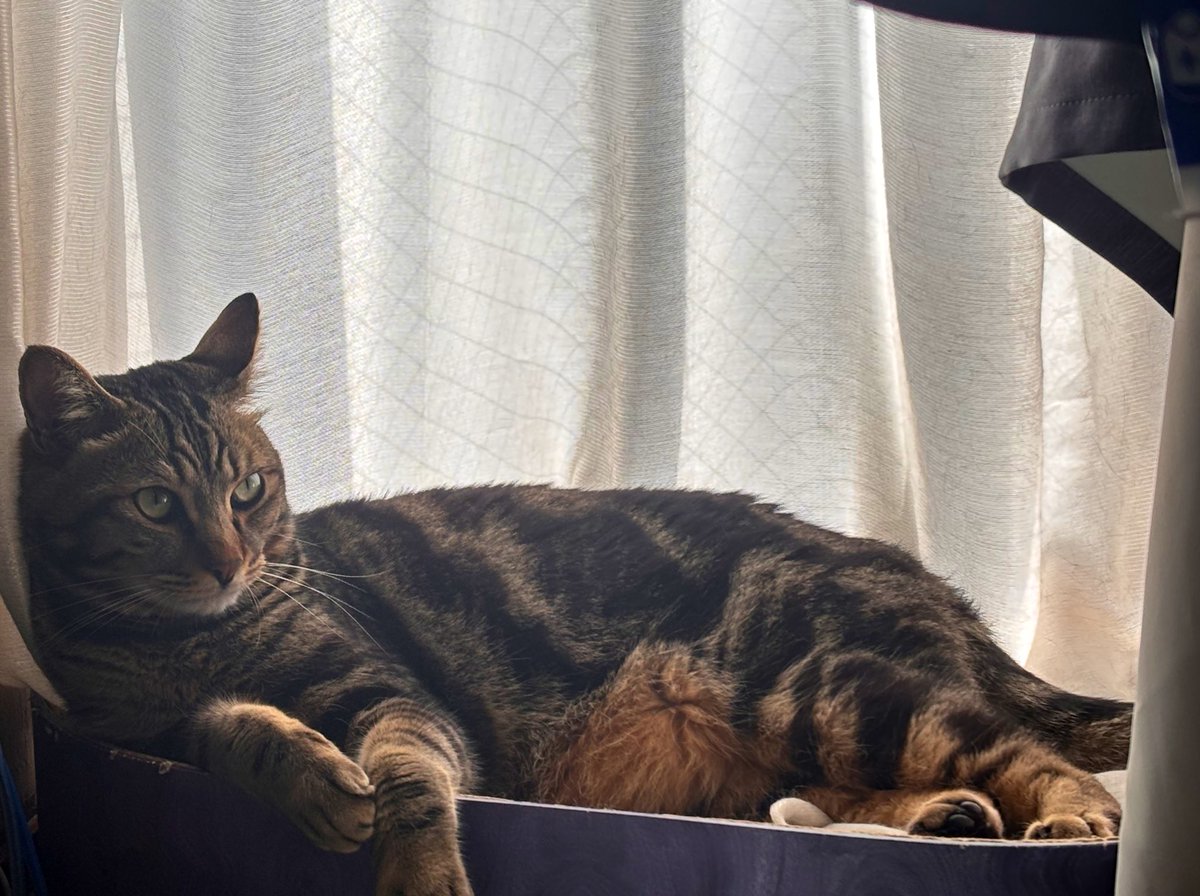 しのさん2.0 tweet media