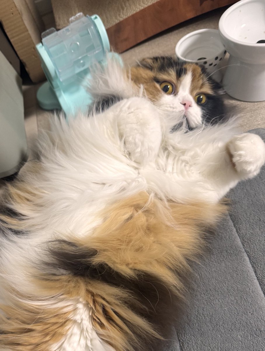 ぺり山田やよい(のりまきわかめ) tweet media