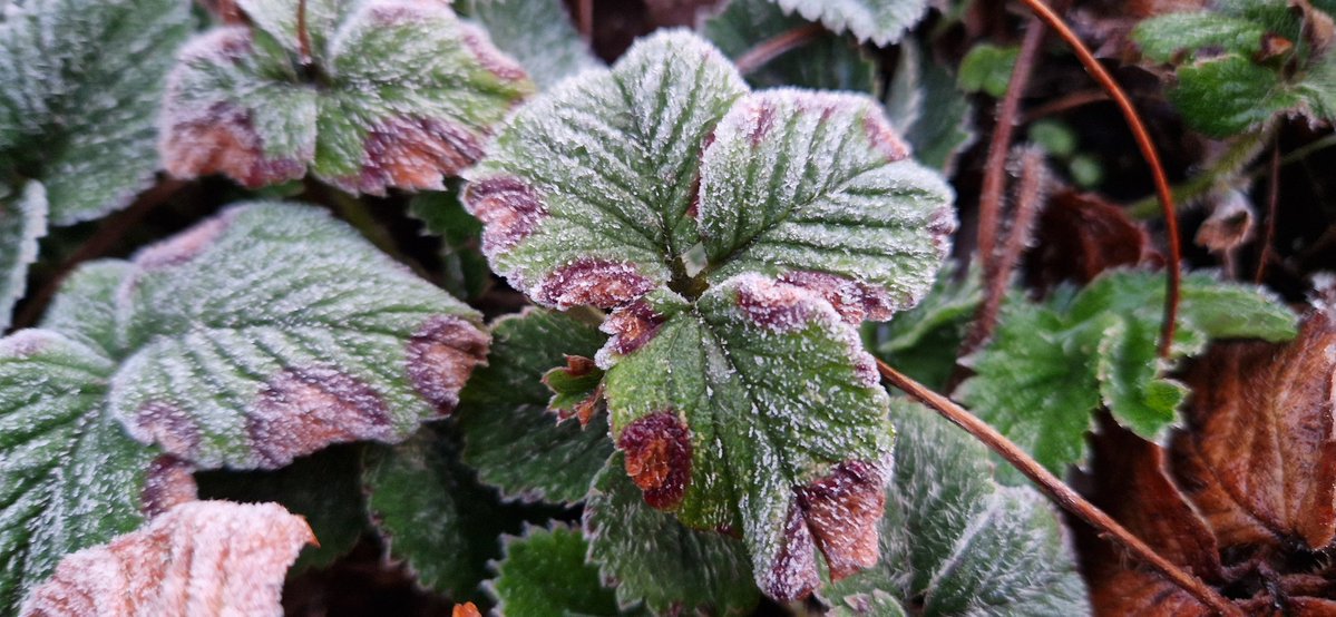 Peter Koeman @koeman.bsky.social tweet media