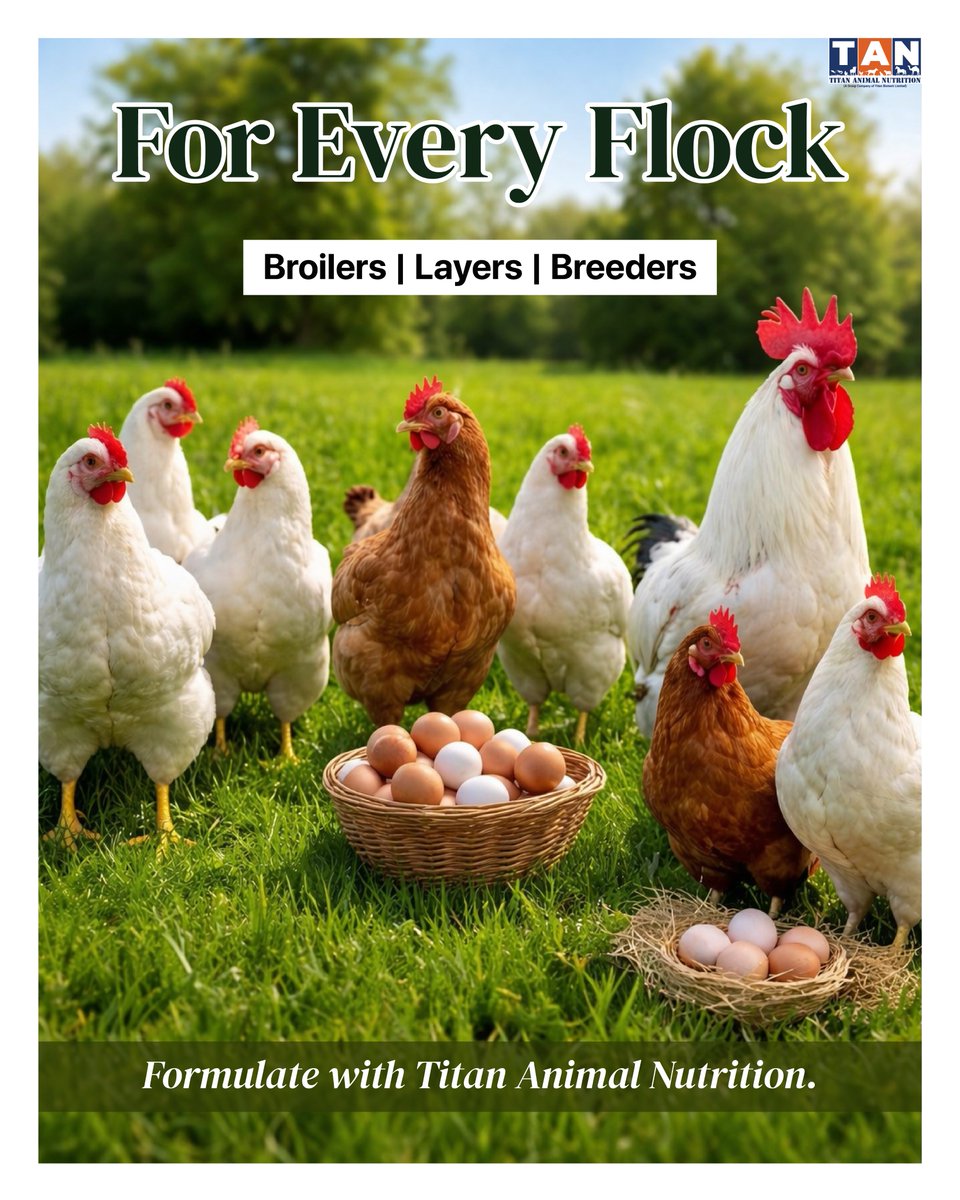 titananimalfeed's tweet image. Gut health powers poultry performance.

Beta MOS (Beta Glucan + MOS) supports immunity, gut strength &amp;amp; nutrient use.

For broilers, layers &amp;amp; breeders.

titananimalnutrition.com/mannan-oligosa…

#BetaMOS #PoultryNutrition #GutHealth #FeedAdditives #PoultryHealth