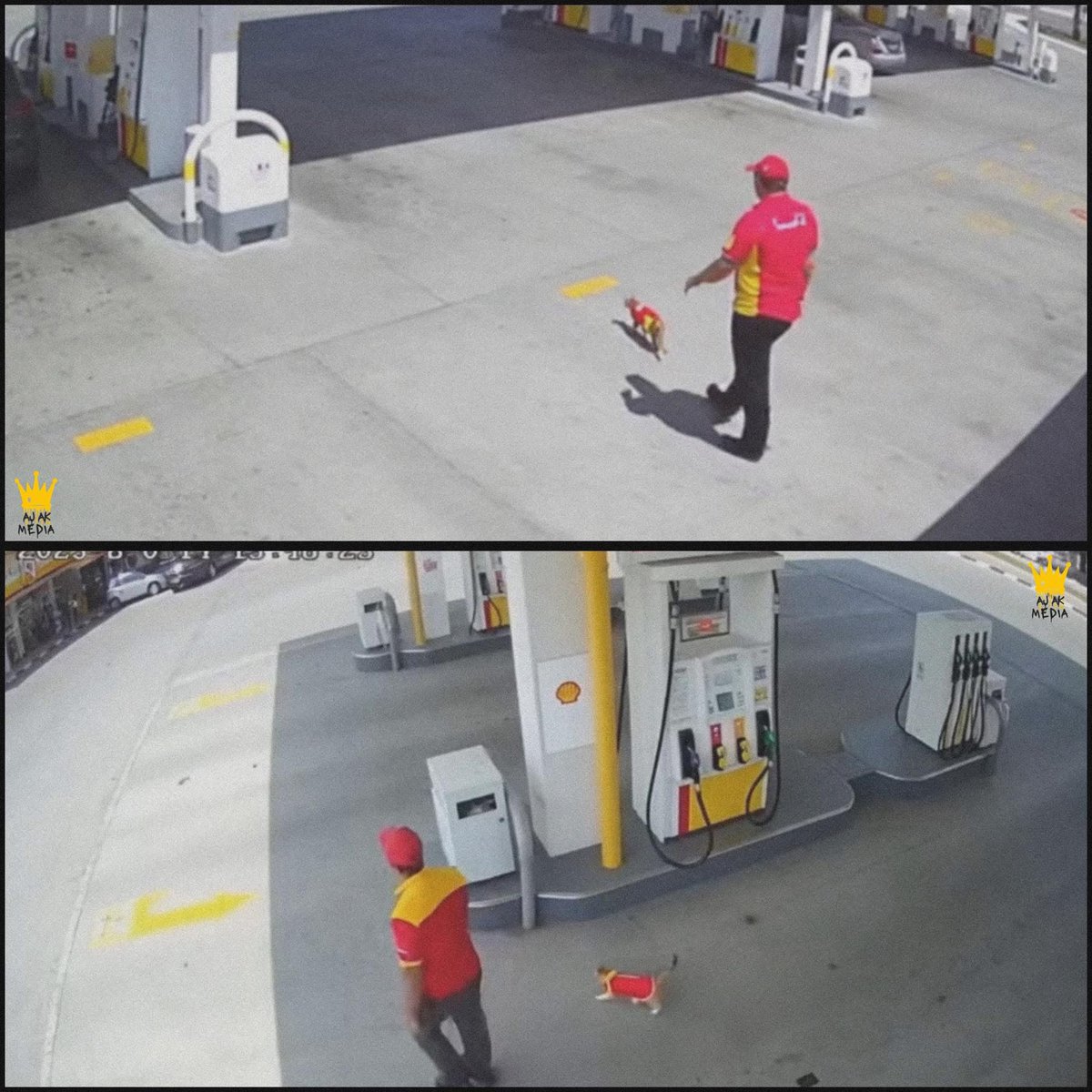 Mr PitBull tweet media