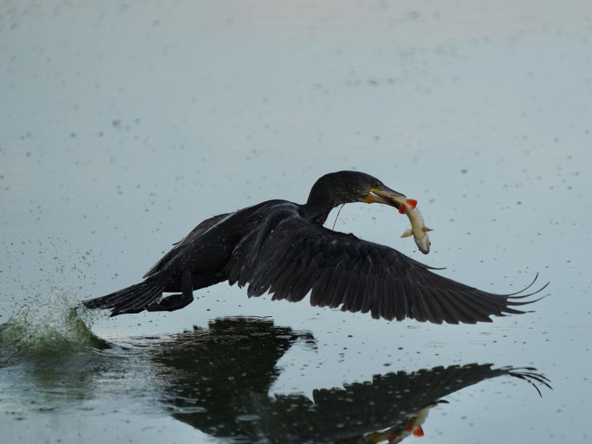 Wildlife_Fotos's tweet image. Kormoran- Meine Wildlife Fotografie Touren Berlin und Brandenburg. #bird #kormoran #wildlife #birds