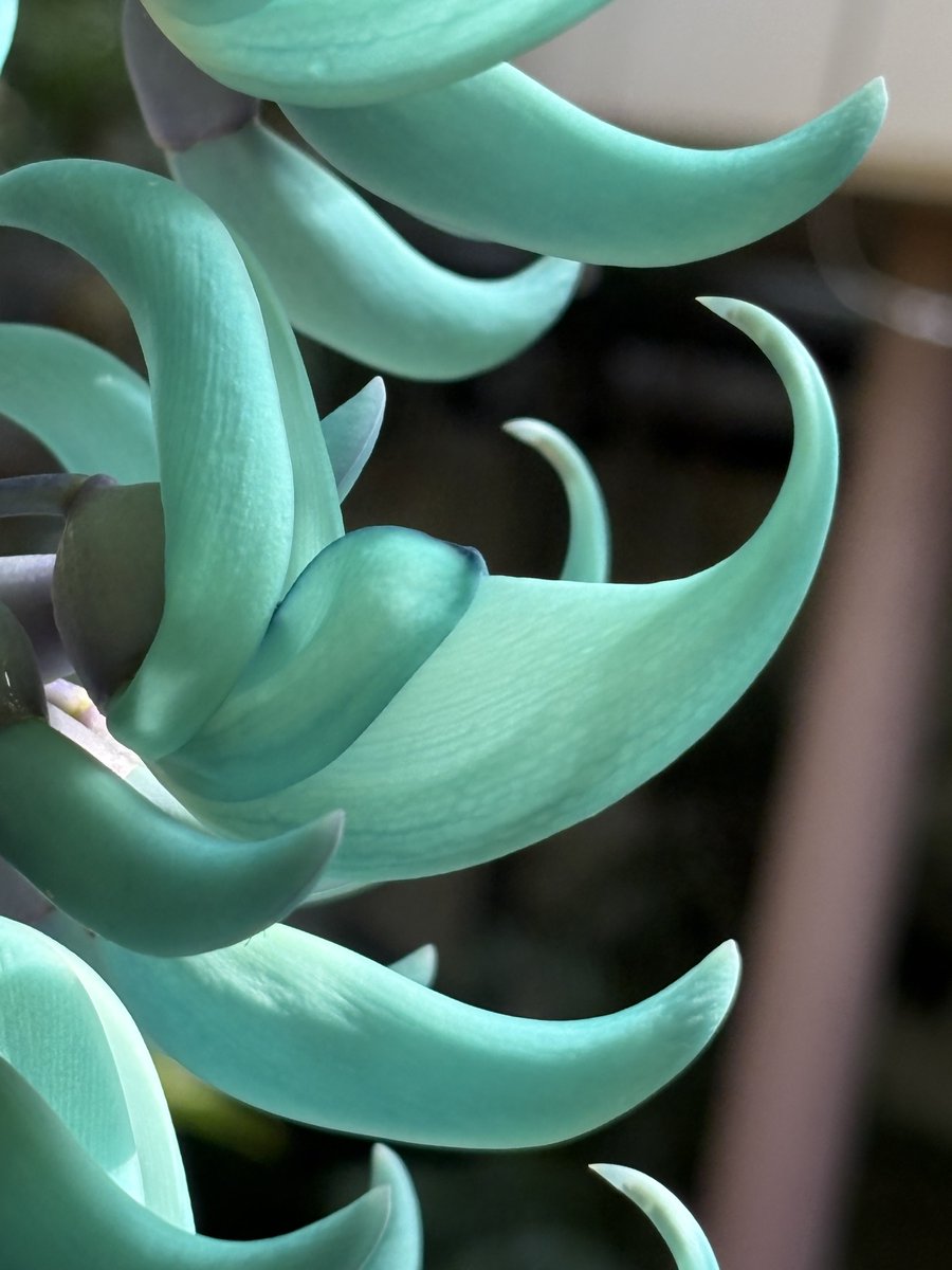 Hayashi Yukiko 林由紀子 tweet media