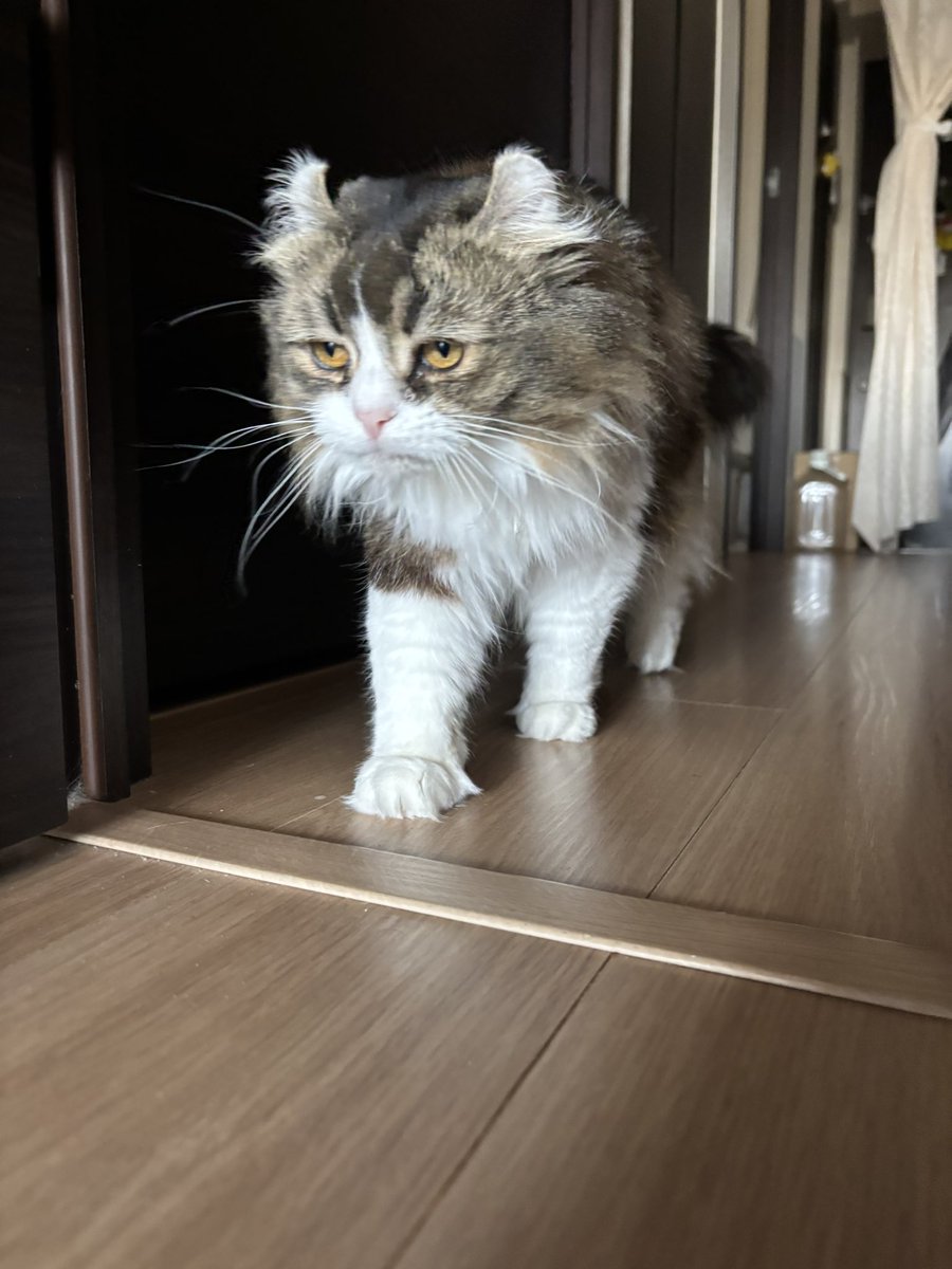 ココアさん tweet media