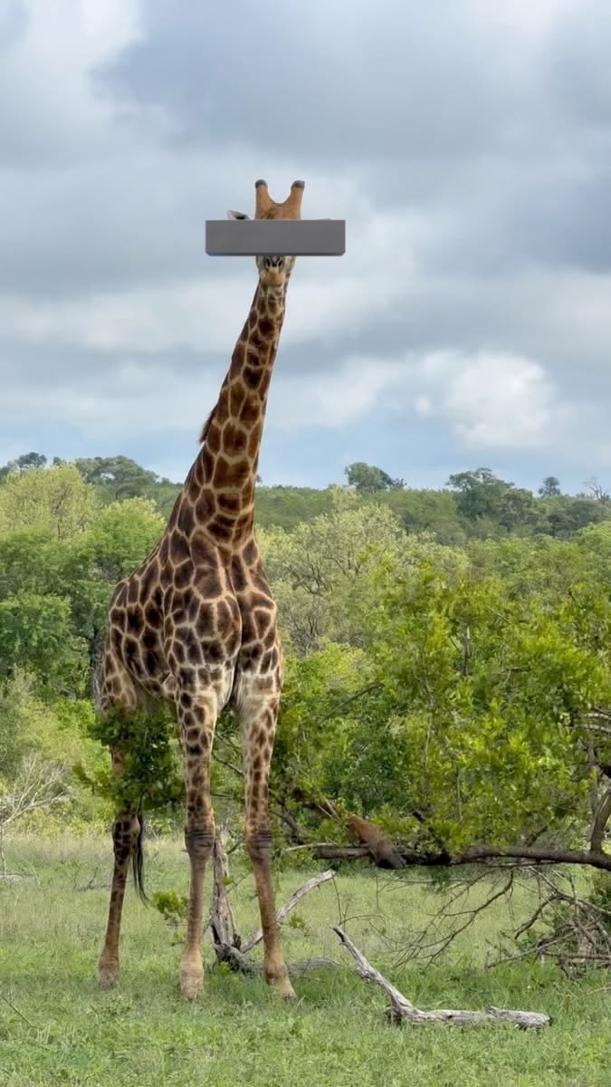 JUMOKE🪷🌬️ tweet media