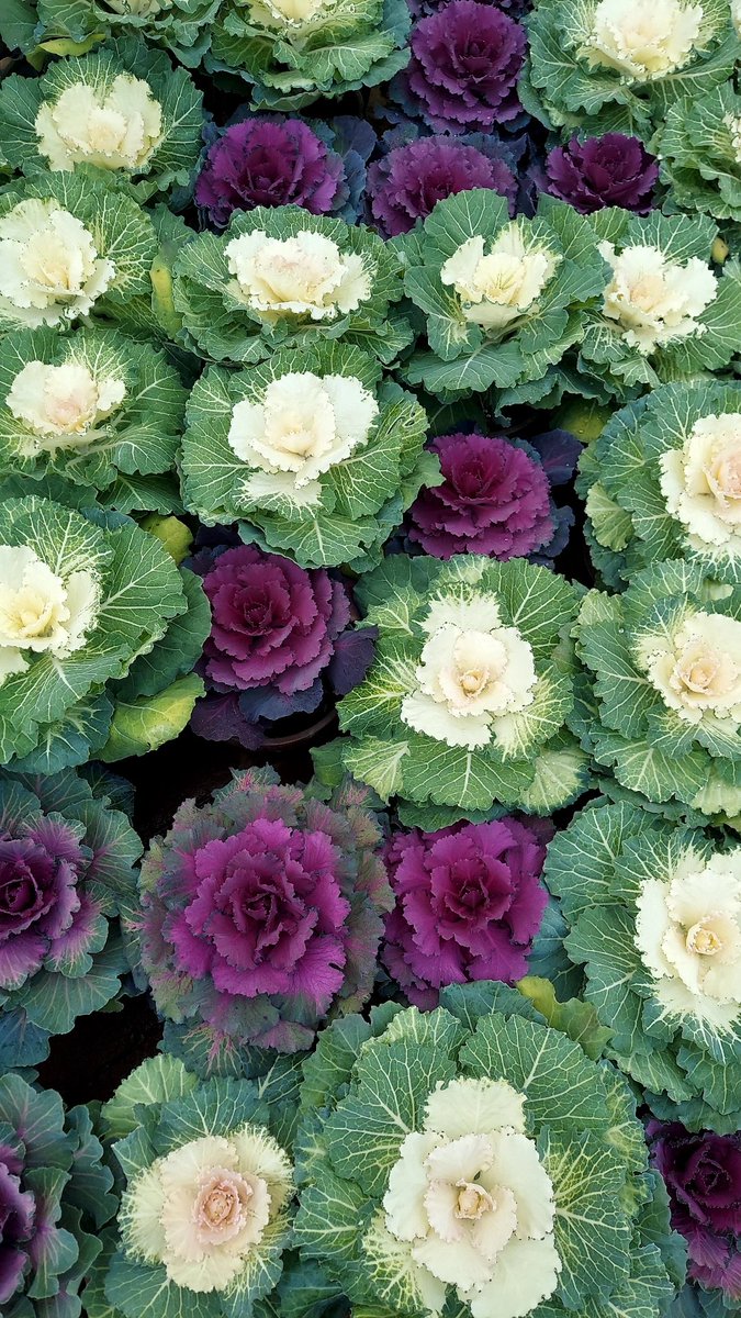 وَردَة | الحمدلله tweet media